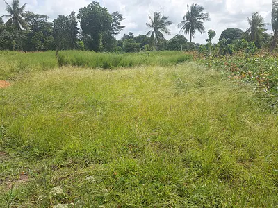 Bomani quarter-acre plot - listing photo 4